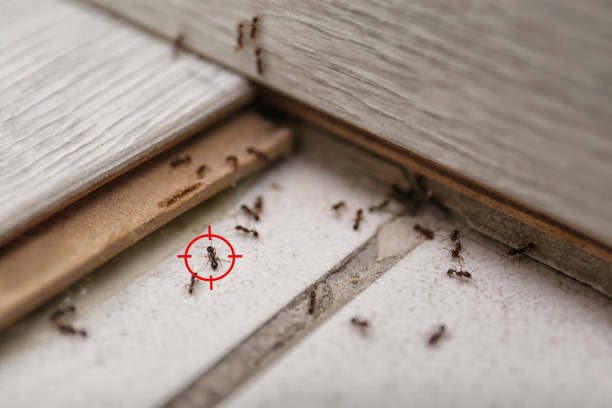 Best Best Pest Control Companies  in Luxemburg, WI