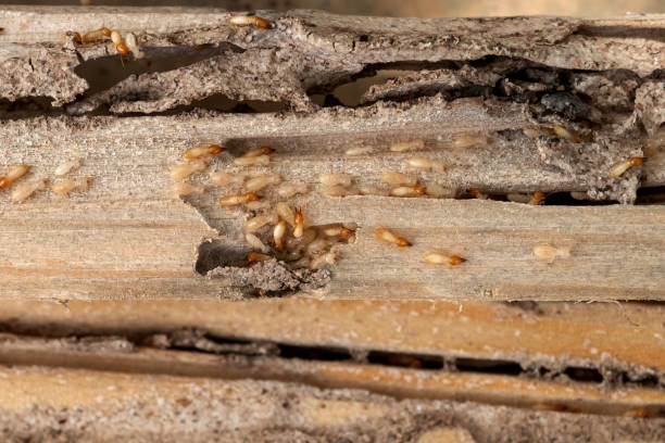 Best Best Pest Control Companies  in Luxemburg, WI